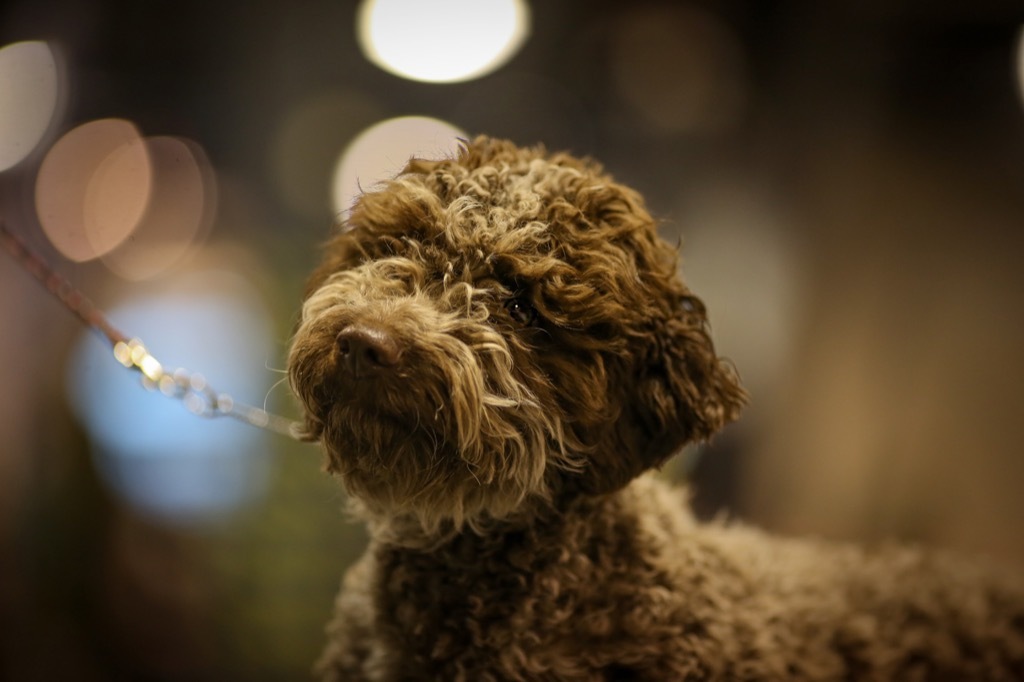 Lagotto Romagnolo Dog Breed Italians