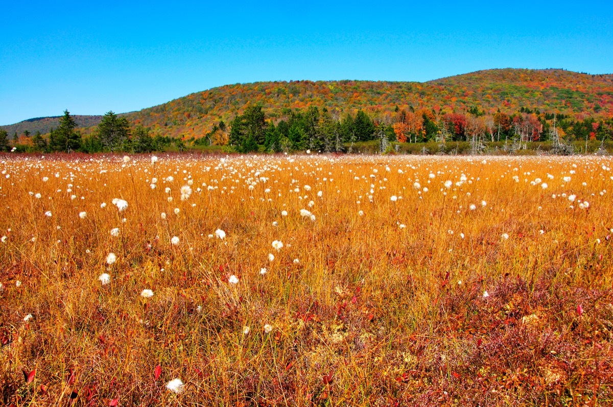 cranberry glades west virginia state natural wonders