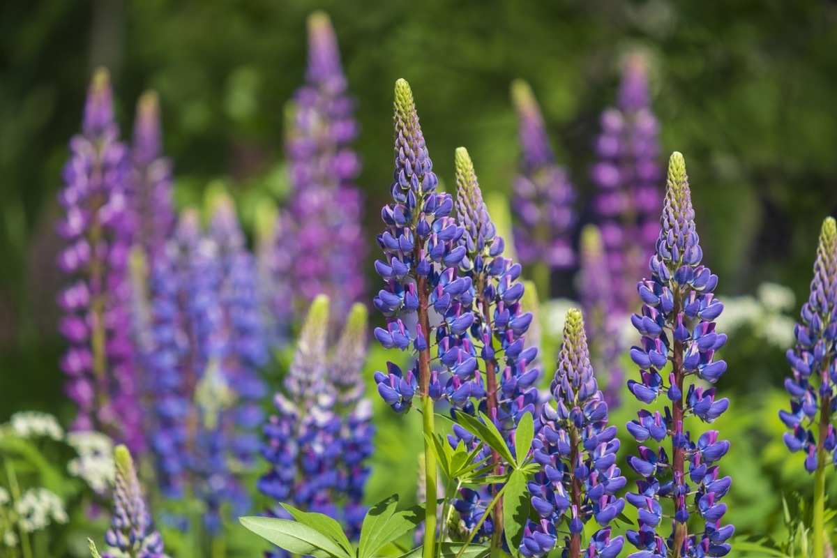 lupine field with pink purple and blue flowers. Bunch lupines summer flower background