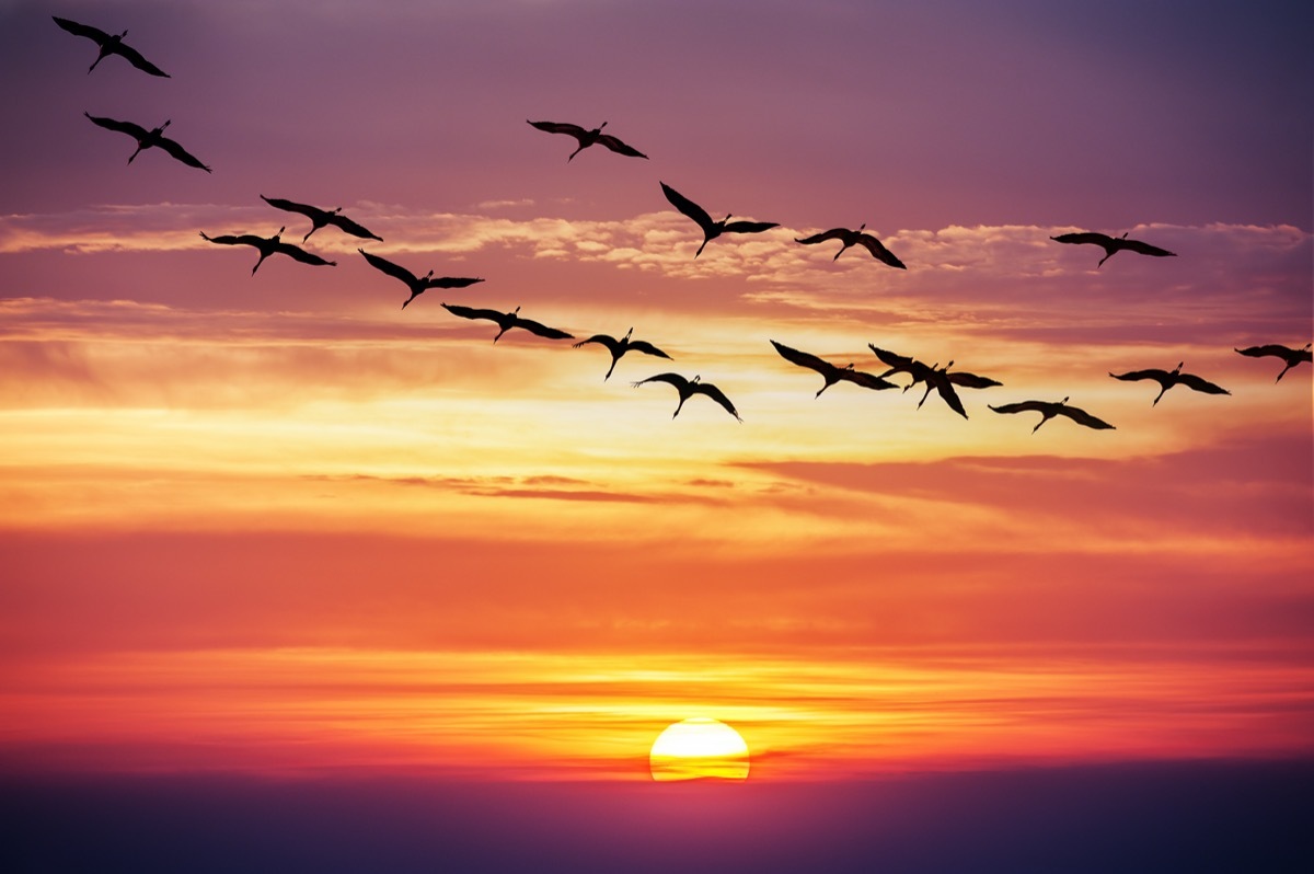 Birds flying at sunset