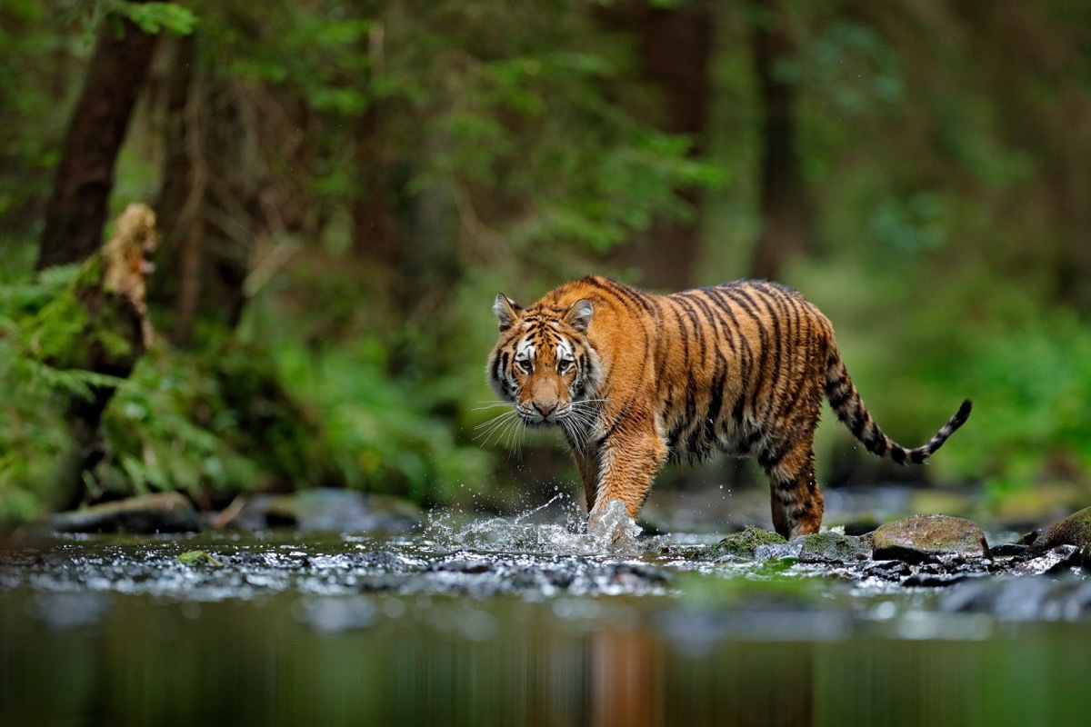 amur tiger