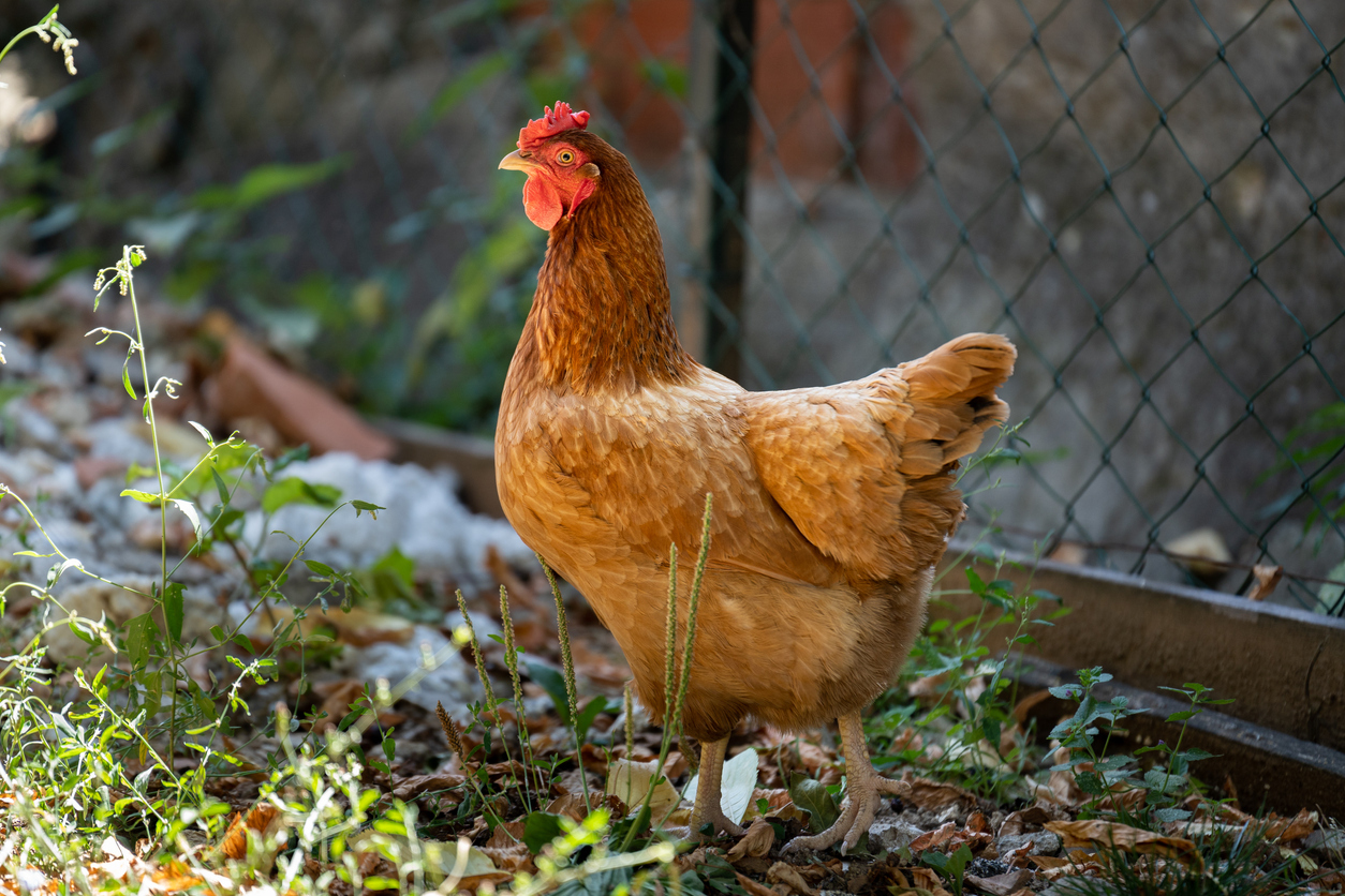 A red free range chicken stands on the ground in the back yard at midday in summer