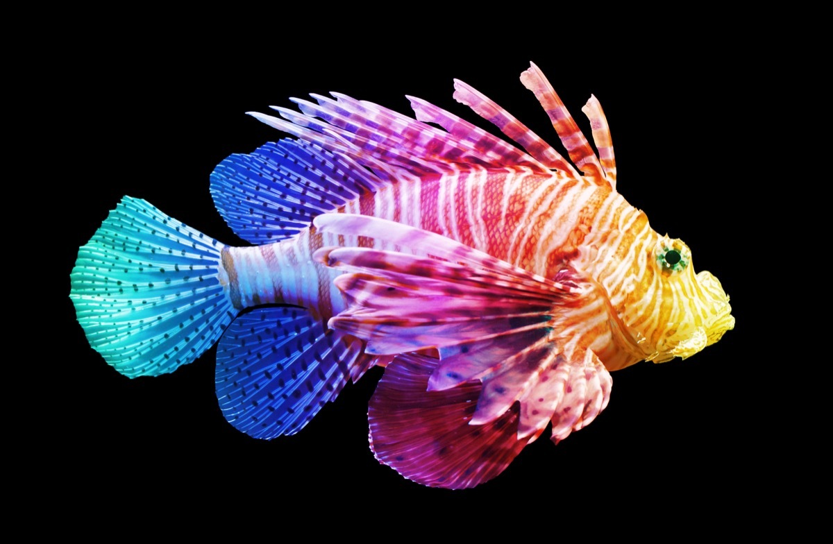 rainbow fish with black background