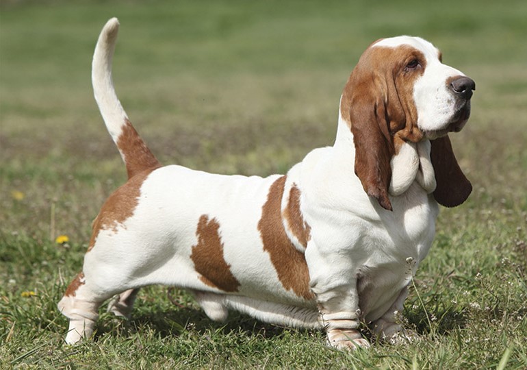 Basset Hound | 9 of The Best Family Friendly Dog Breeds | Her Beauty