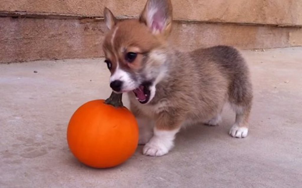 corgi vs pumpkin