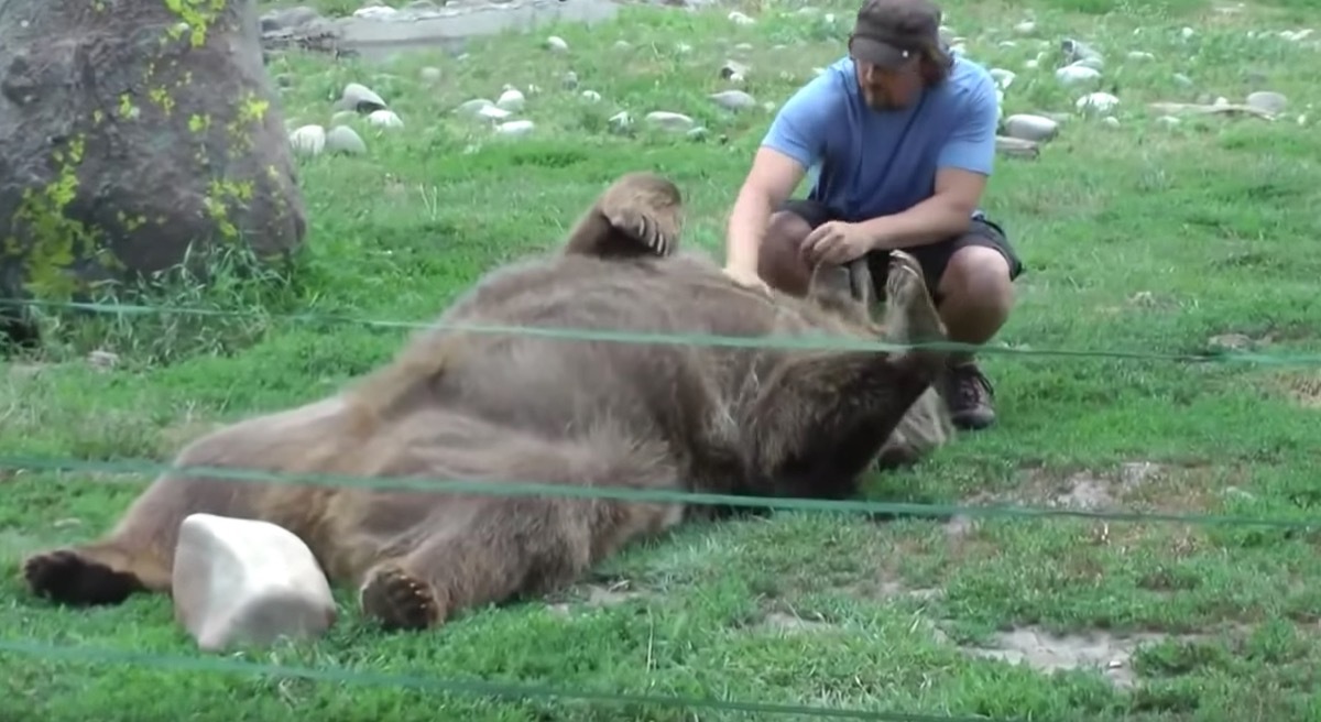 grizzly bear getting belly rub adorable photos of bears