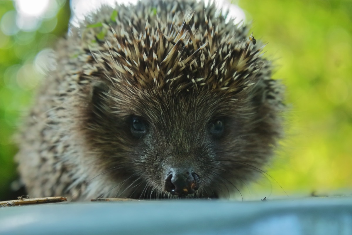 porcupine