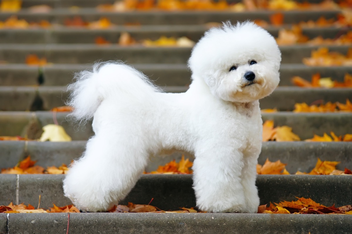 bichon frisé