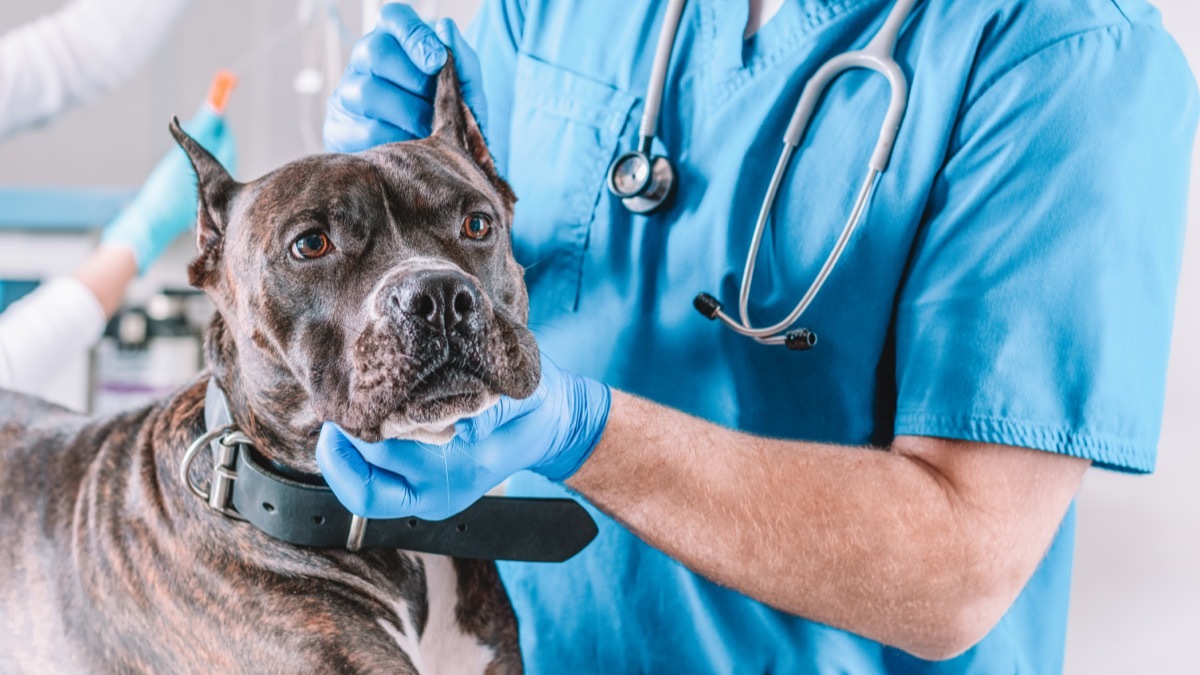 dog at vet