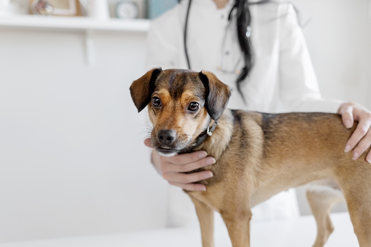 Dog on veterinary table being held by vet