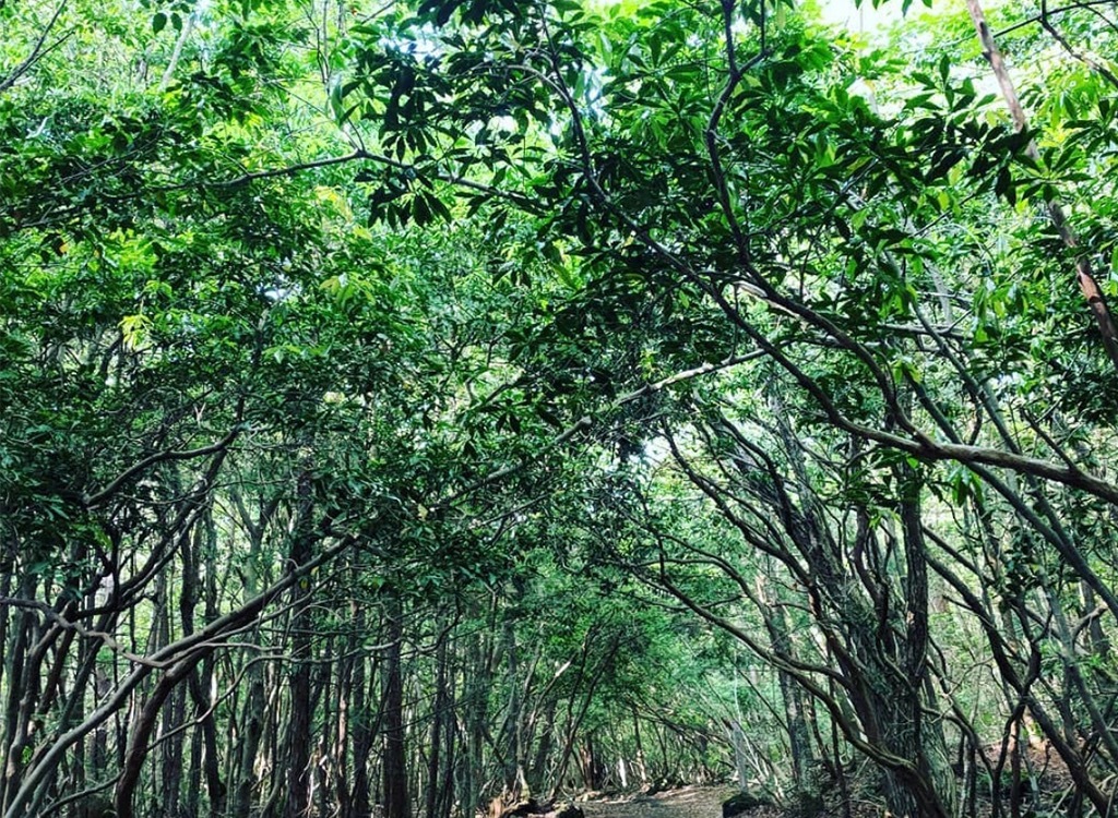 Aokigahara Japan suicide forest