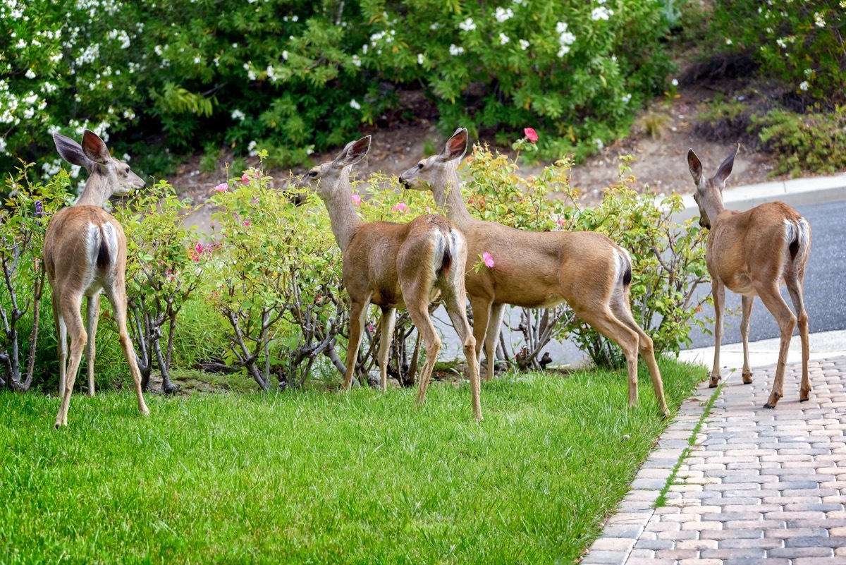 Multiple Deer Eating Plants in Yard