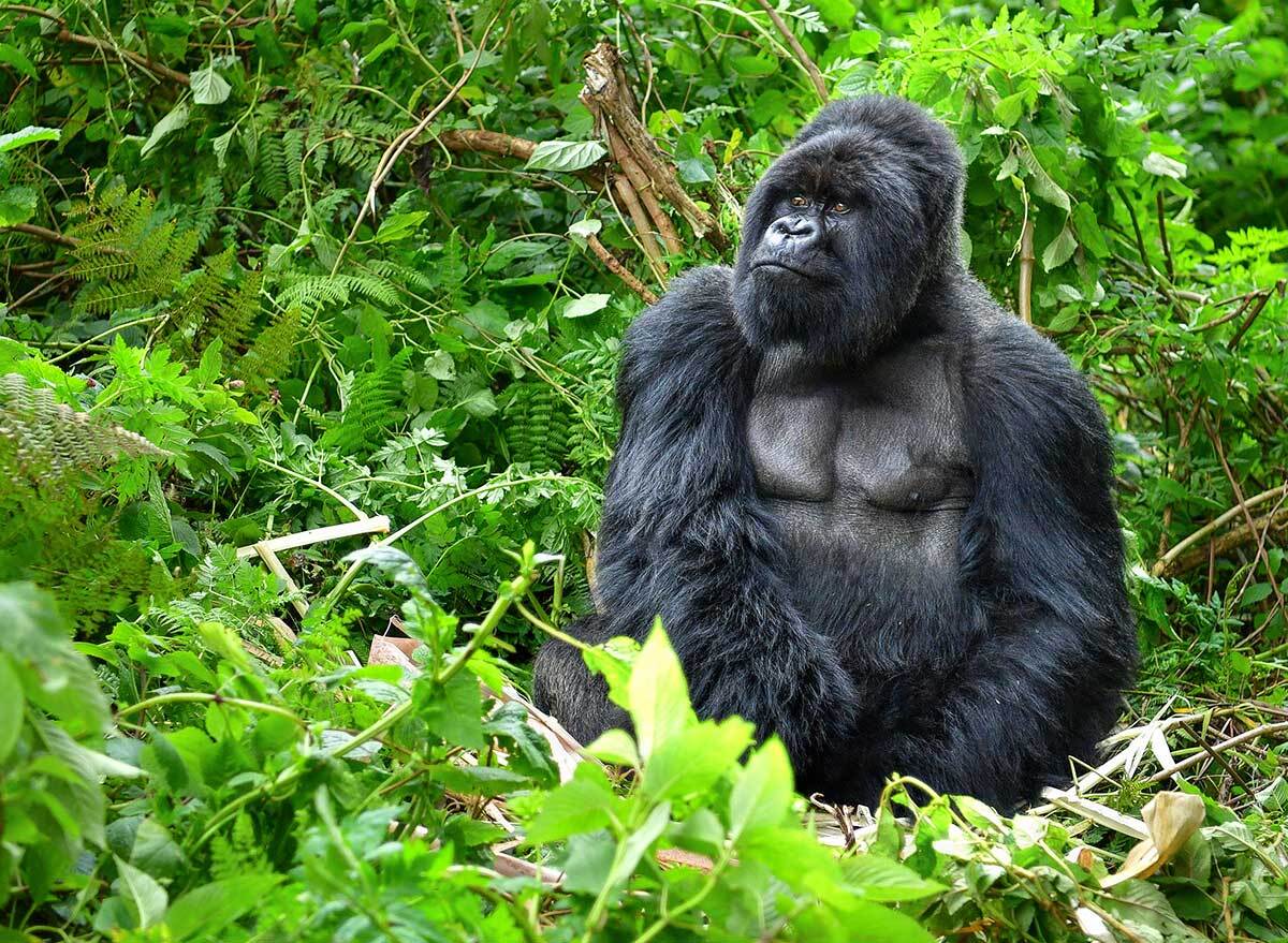 a gorilla sits in green forest