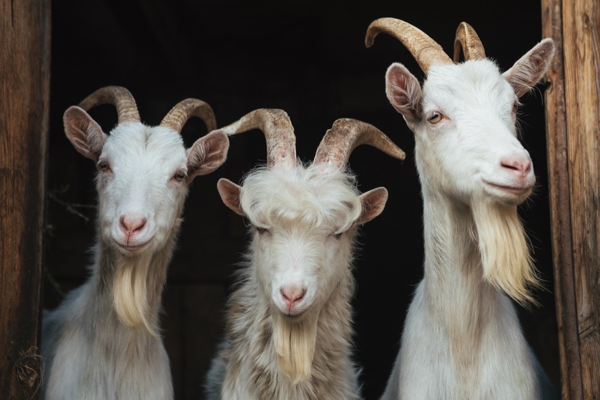 three goats with beards and horns in a barn