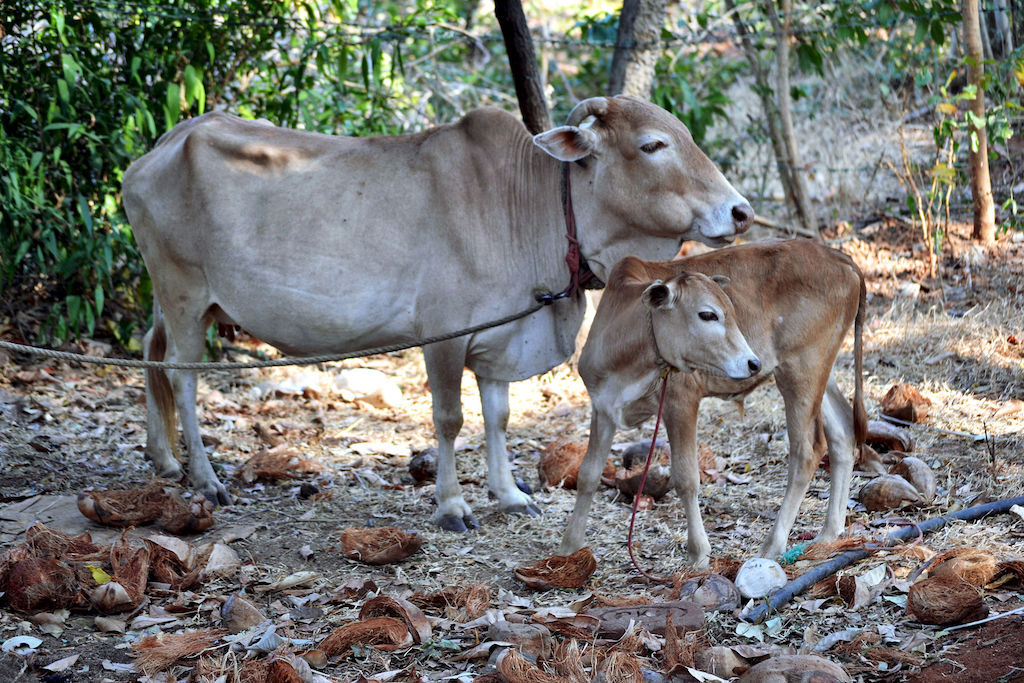 Vechur cow Smallest Animals