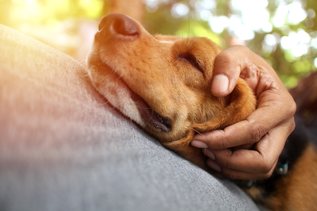 cute dog comforting an owner