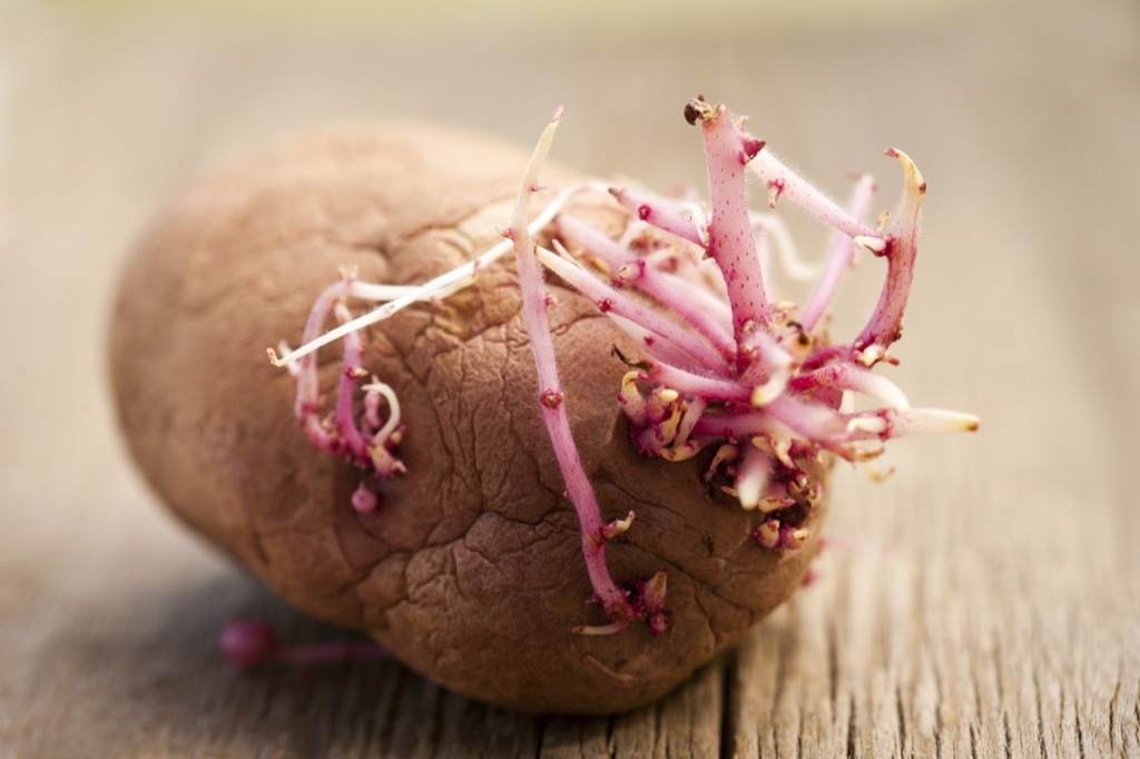 sprouted potato