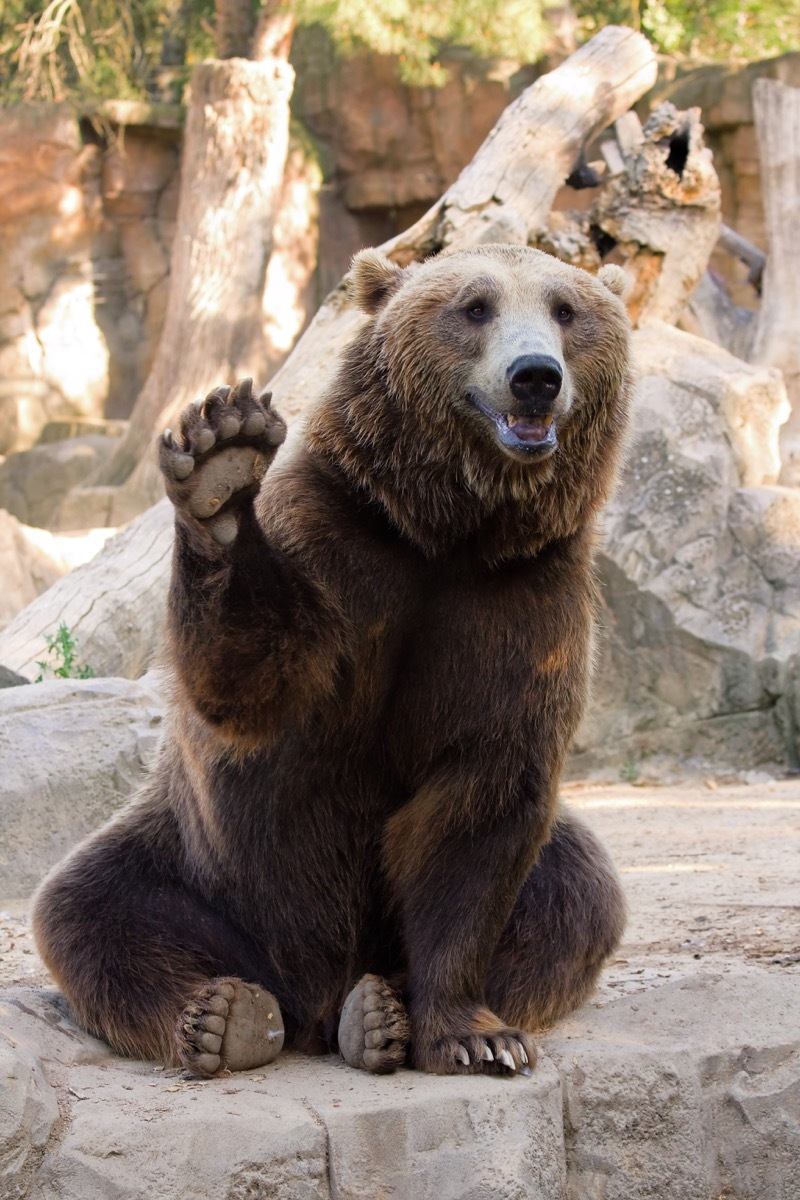 brown bear waving at the zoo adorable photos of bears