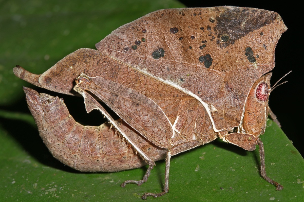 Grasshopper that looks like a leaf