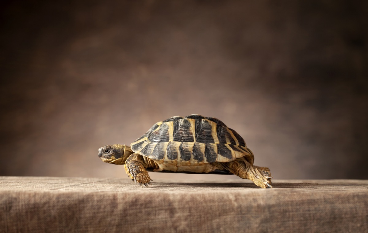 turtle walking on stone