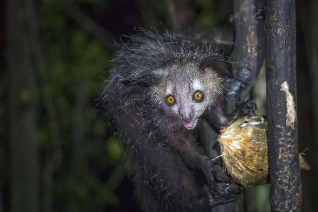 Aye-Aye 