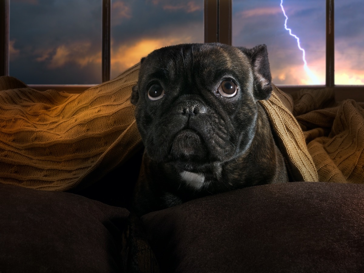 Pug hiding from storm