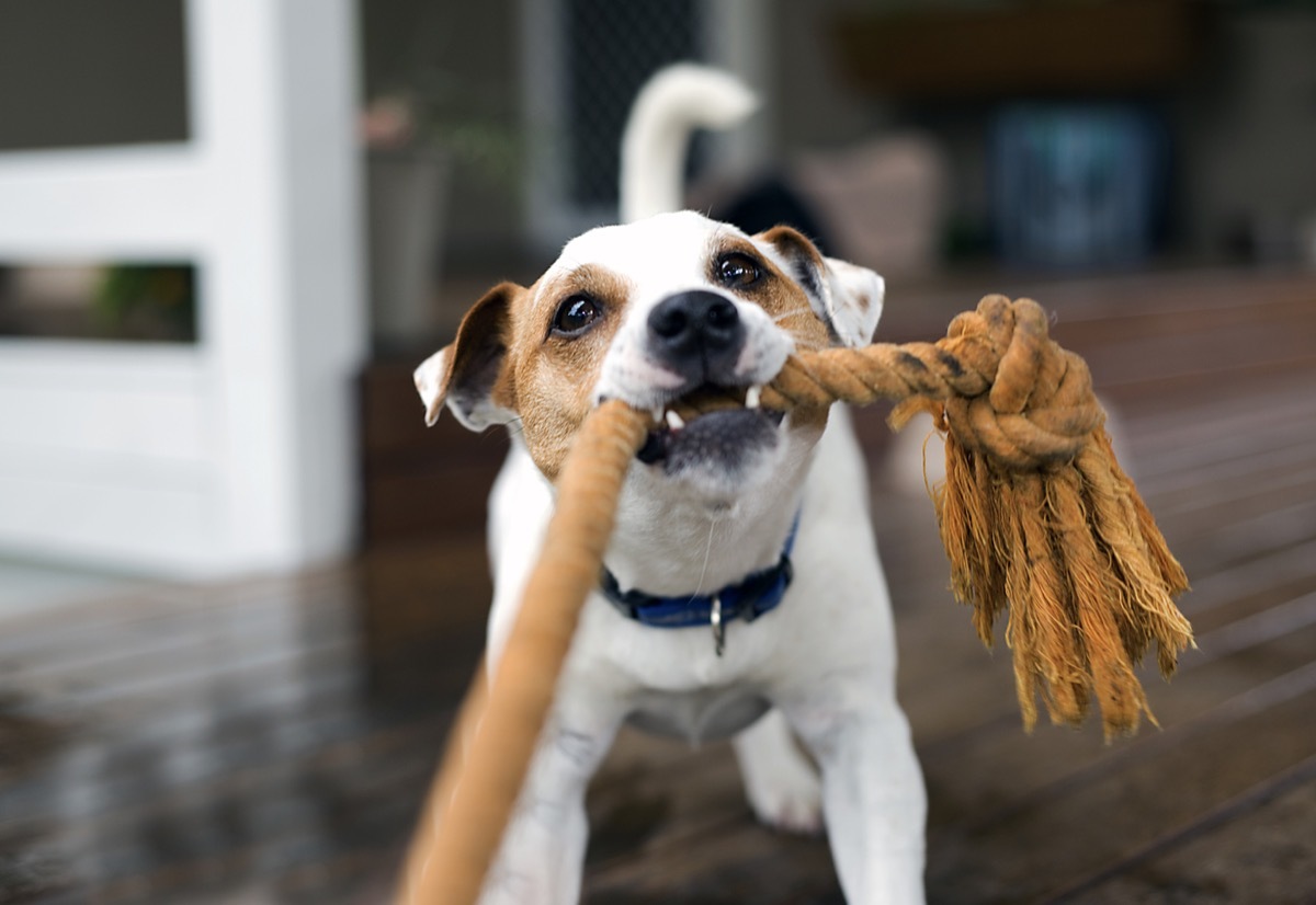 Fox terrier dog tugging the rope playing