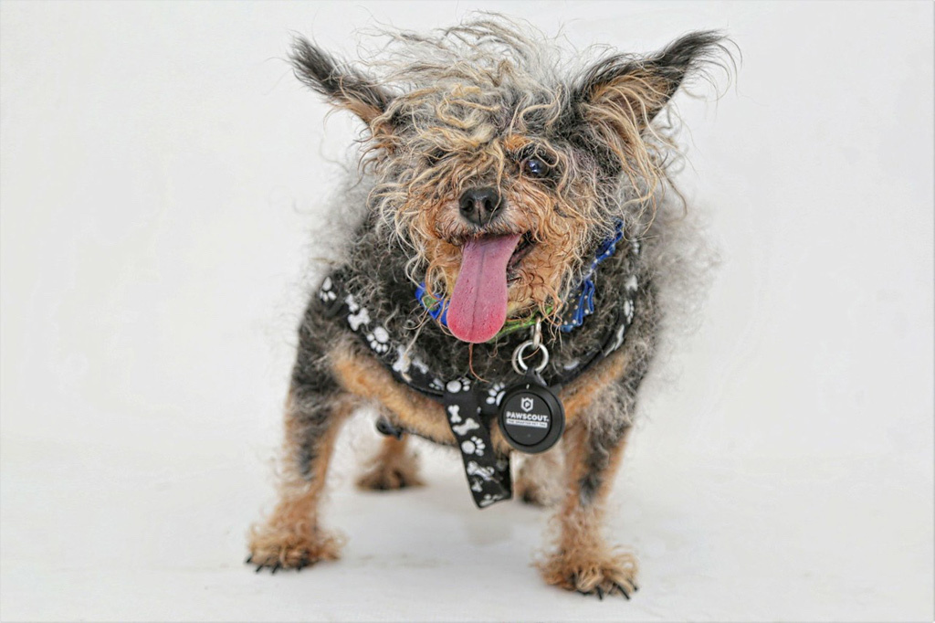 world's ugliest dog contest