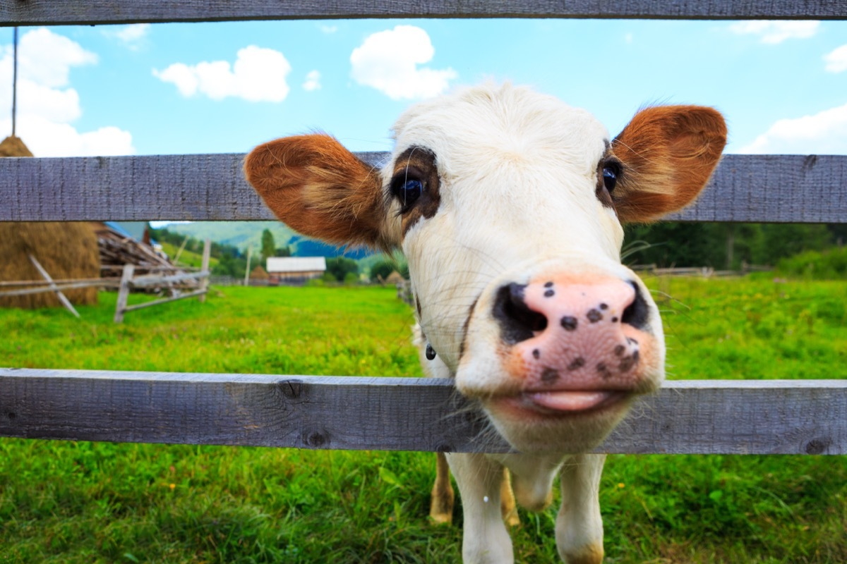 cow looking through fence, cow photos