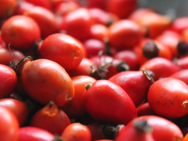 3. Rosehip Oil (Rosa Mosqueta)