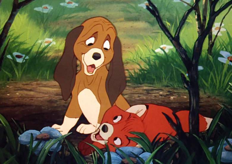 fox and the hound