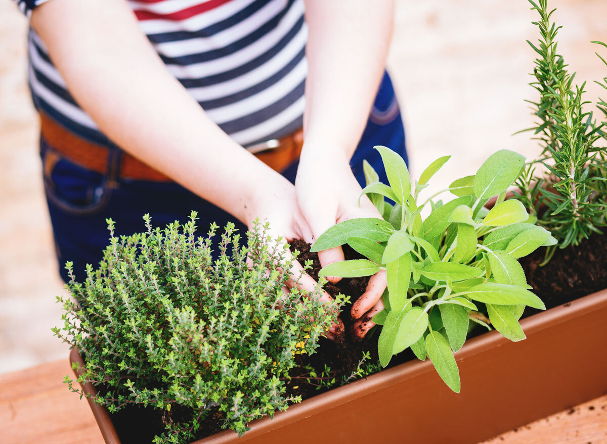 Woman tending to her home indoor herb garden thyme sage rosemary