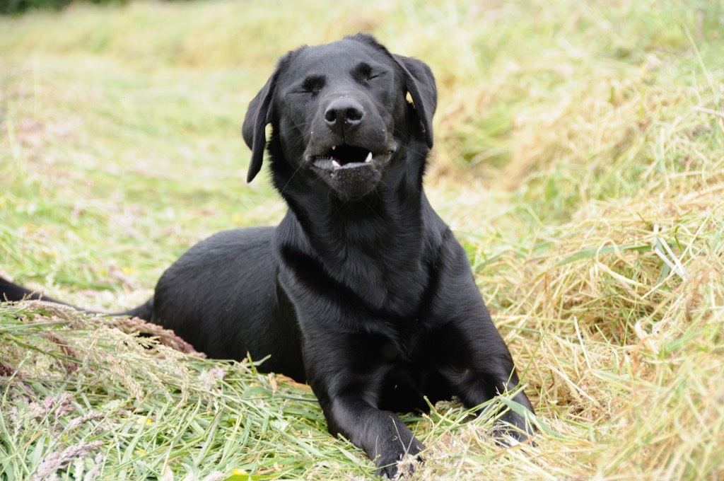 Dog sitting in a field sneezing