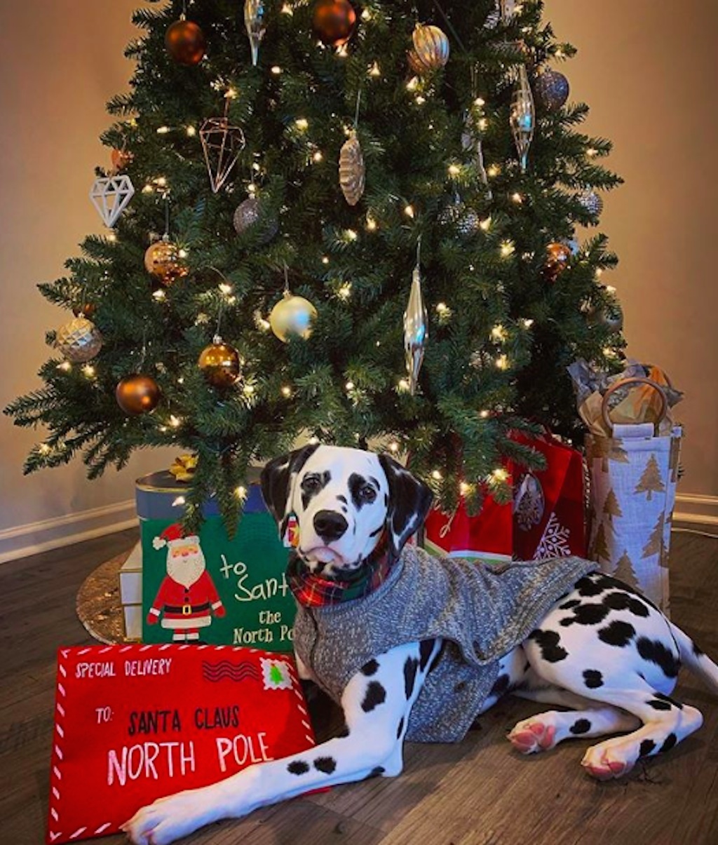 dogs excited about christmas