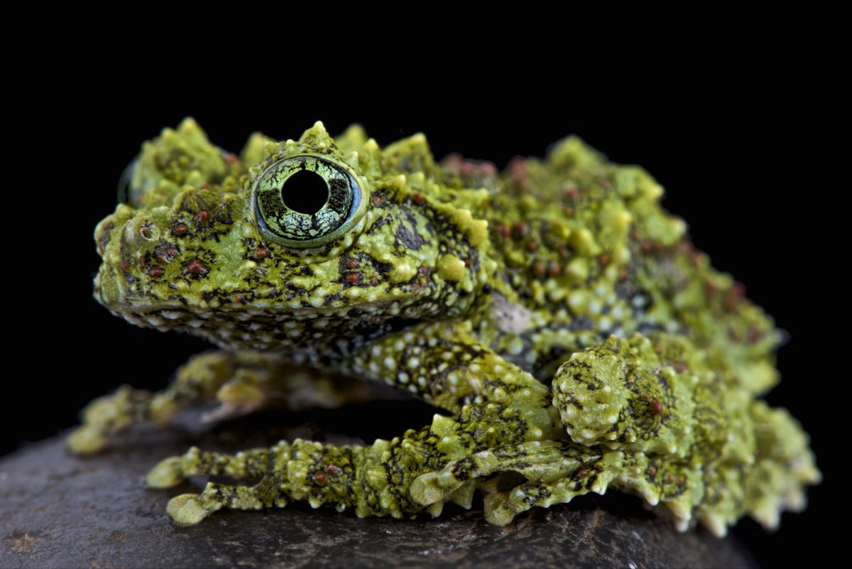 Frog that looks like it's covered in moss