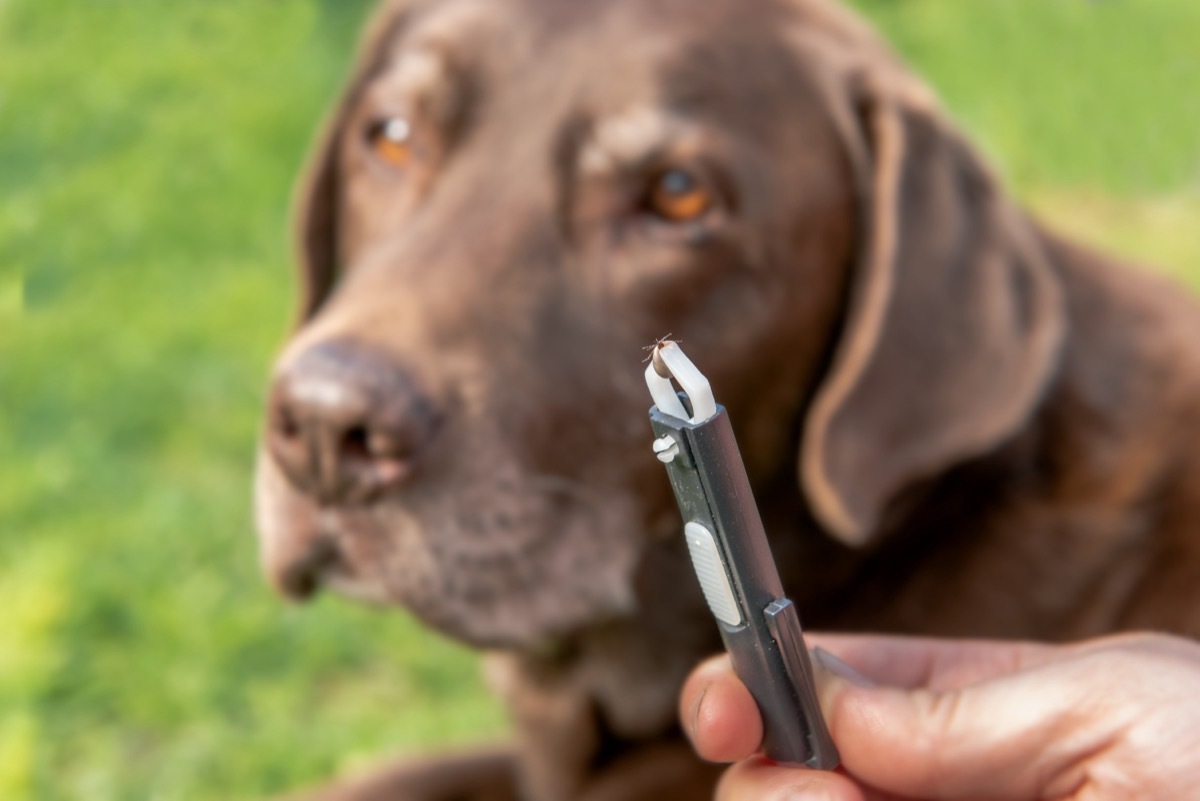 Tick recently removed from chocolate lab