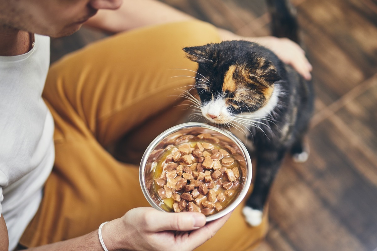 Domestic life with pet. Man holding bowl with feeding for his hungry cat.