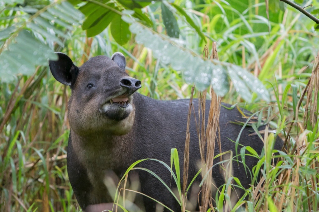 Baird Tapir national animal