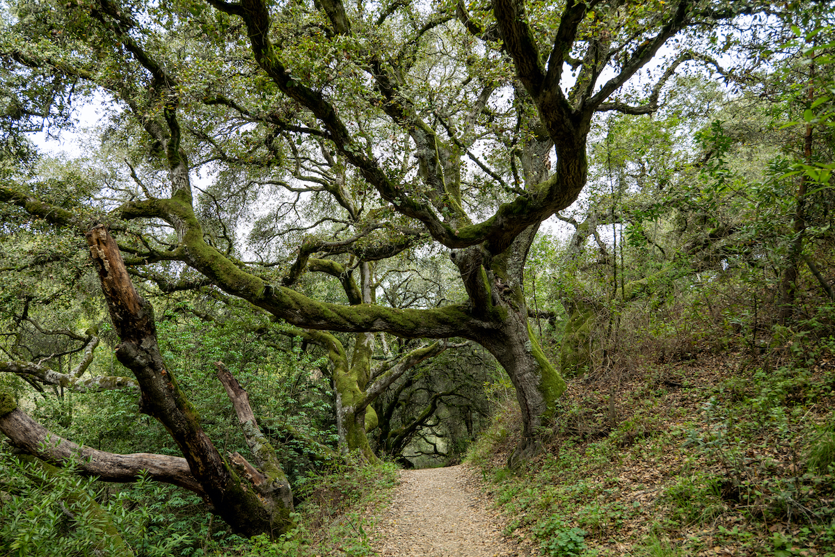 oakland CA hike