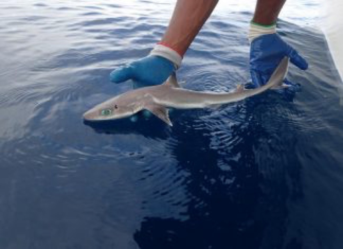 Genie's Dogfish cutest animals discovered in 2018