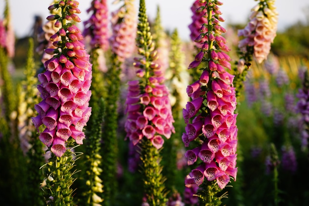 Foxglove Flower Dangerous Plants in Your Backyard