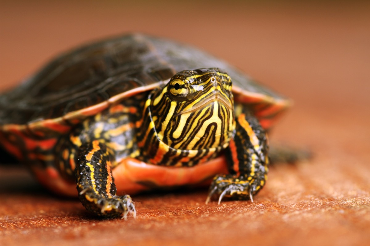 painted turtle, chrysemys pica, smarter facts