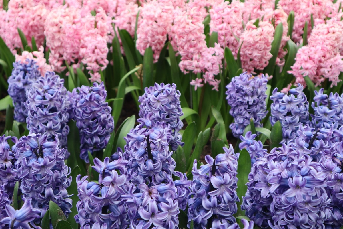 pink and purple hyacinth flowers with delicate petals close up