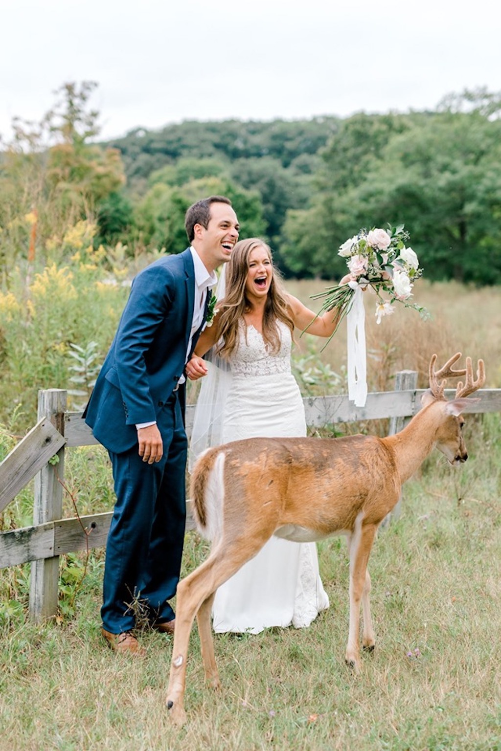 deer photobombs wedding