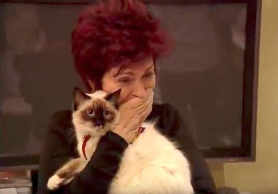 Ozzy Osbourne Stray Cat Reality Show