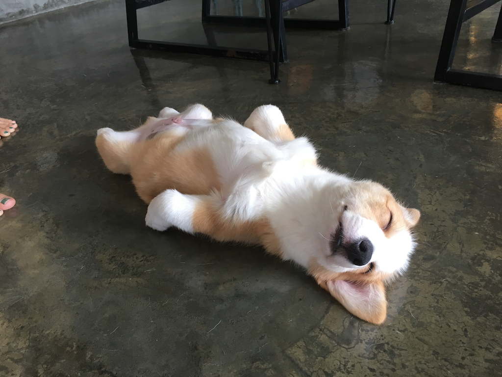 sleeping corgi 