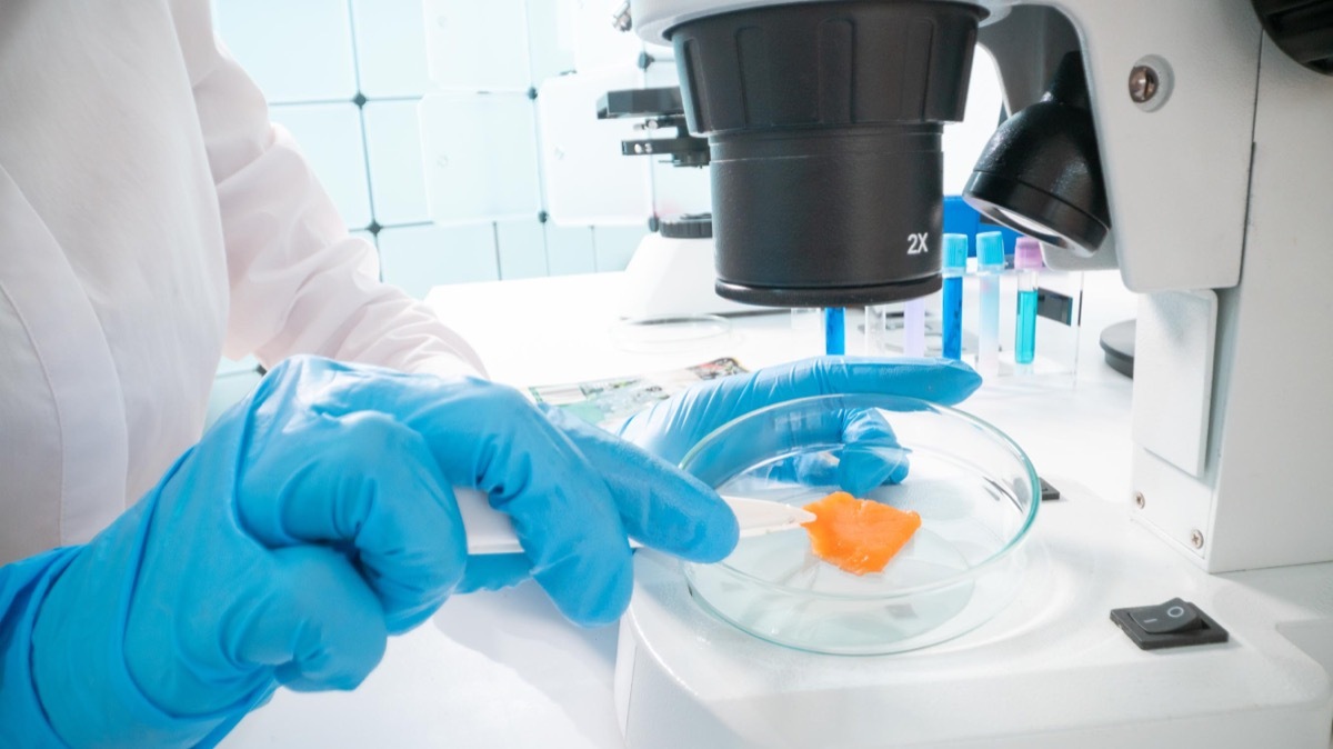 scientist inspecting a piece of salmon