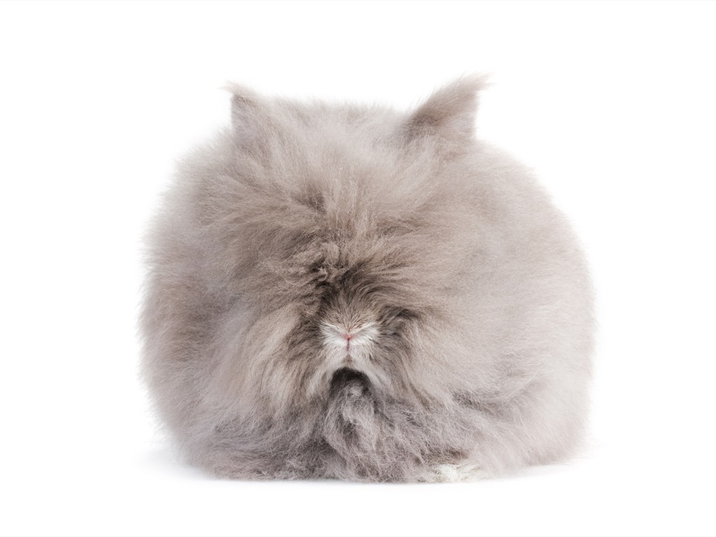 angora rabbit