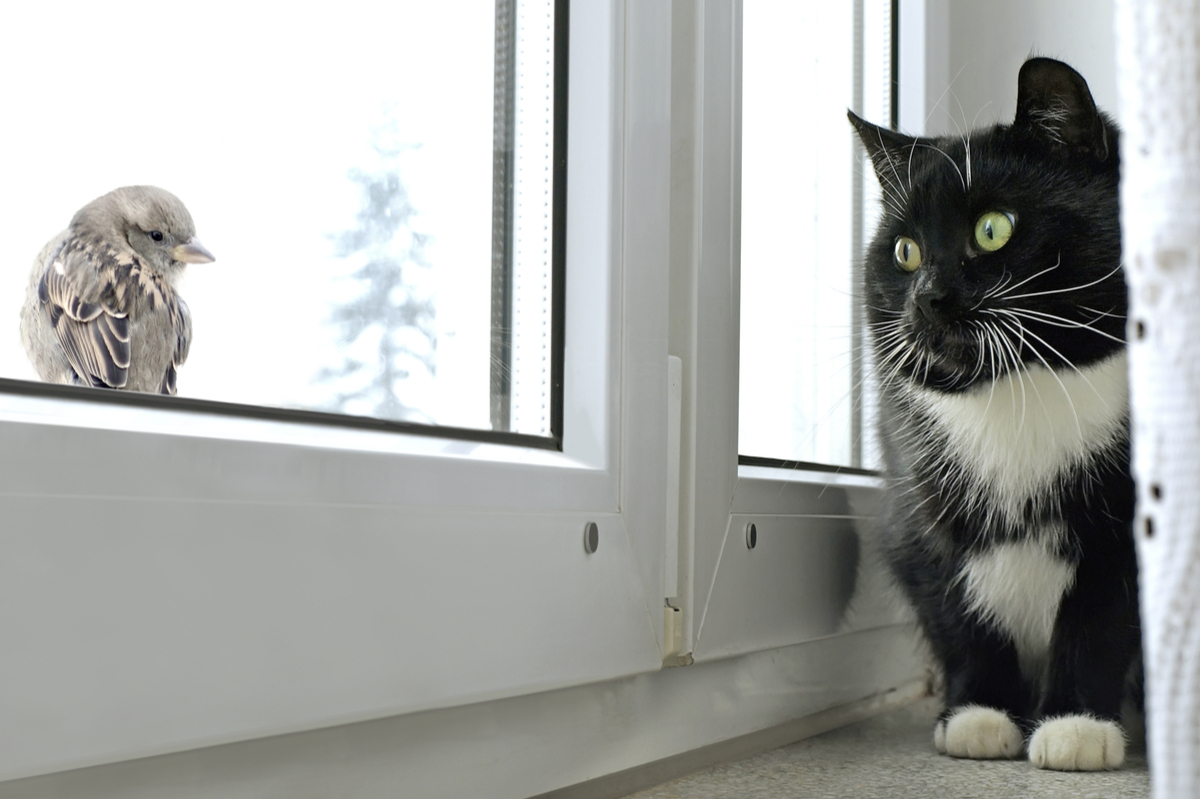 black and white cat looking at a bird through a window