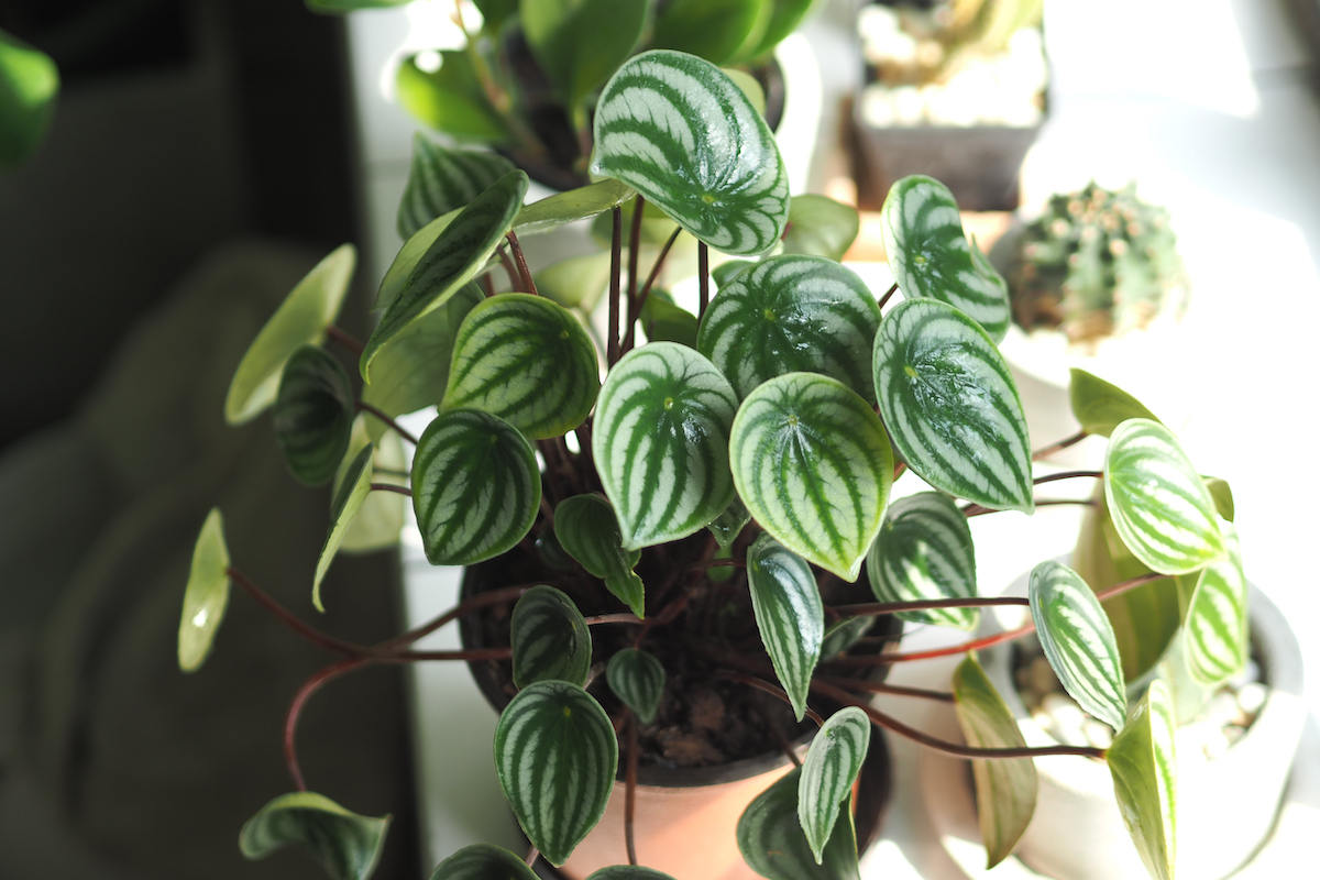 Closeup of a Watermelon Peperomia houseplant